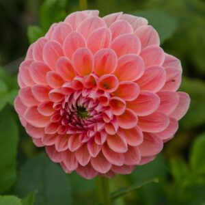 Dahlia-Nathalie-G