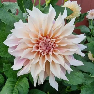 Cafe au lait dahlia