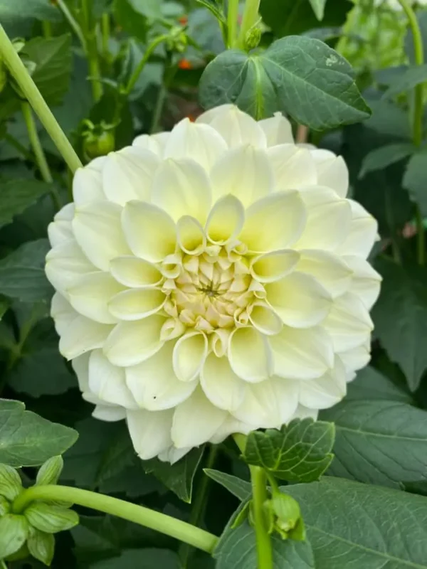 krämgul dahlia