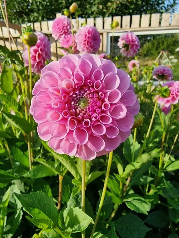Rosa Dahlia