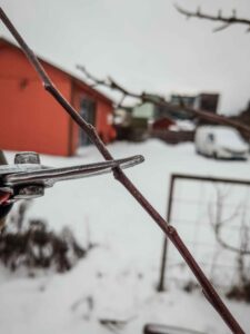 Besk&auml;r till ut&aring;triktad knopp. Frukttr&auml;dsbesk&auml;rning