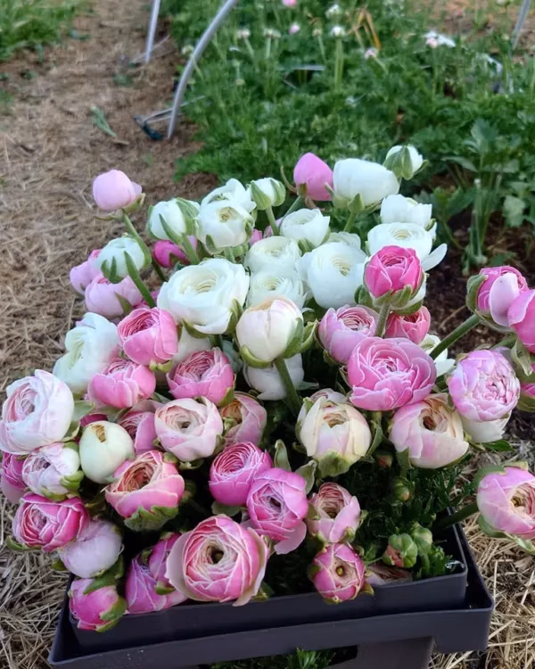 Amandine Ranunkel knölar 5-pack Mix